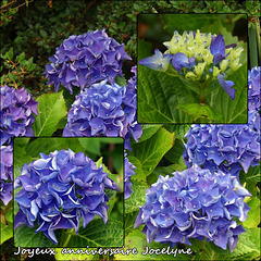 Dans mon jardin