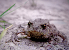 no  frosh but a toad