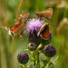 European Skippers on Creeping Thistle