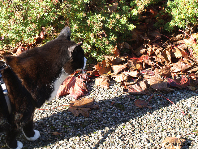 Snow White - walking in autumn, 3