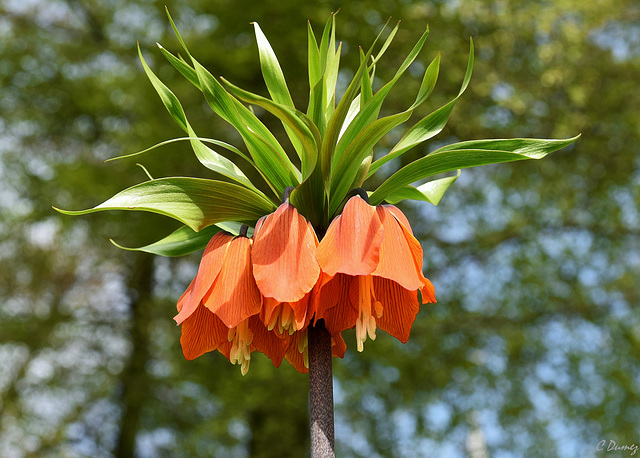 Fritullaria rubra