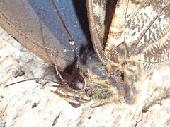 DSC06258a - borboleta-coruja Caligo brasiliensis brasiliensis, Brassolinae Nymphalidae Lepidoptera