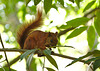 Squirrel EF7A7092