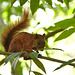 Squirrel EF7A7092