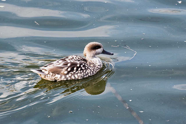 Marbled teal