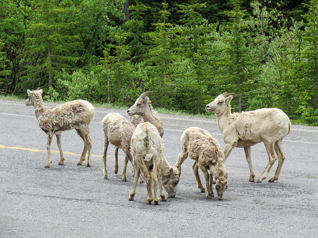 Bighorn Sheep