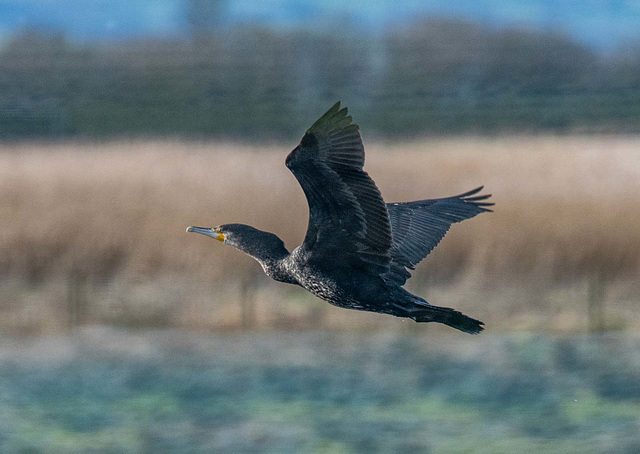 Cormorant