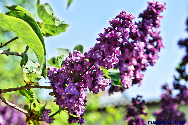 Gemeiner Flieder (Syringa vulgaris)