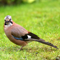 Jay