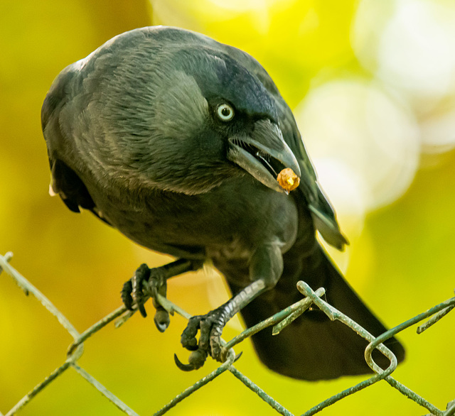 Jackdaw