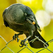 Jackdaw