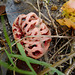 Haloween-mushroom ;-)
