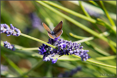 Der Schmetterling im Lavendel