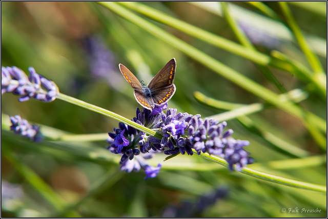 Der Schmetterling im Lavendel