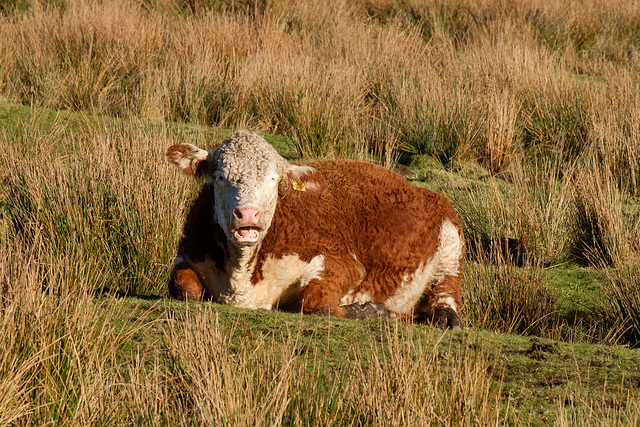 Gerry the bull