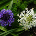 Blue and white portuguese squill Blue and white portuguese squill