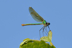 Western Demoiselle f (Calopteryx xanthostoma) 08