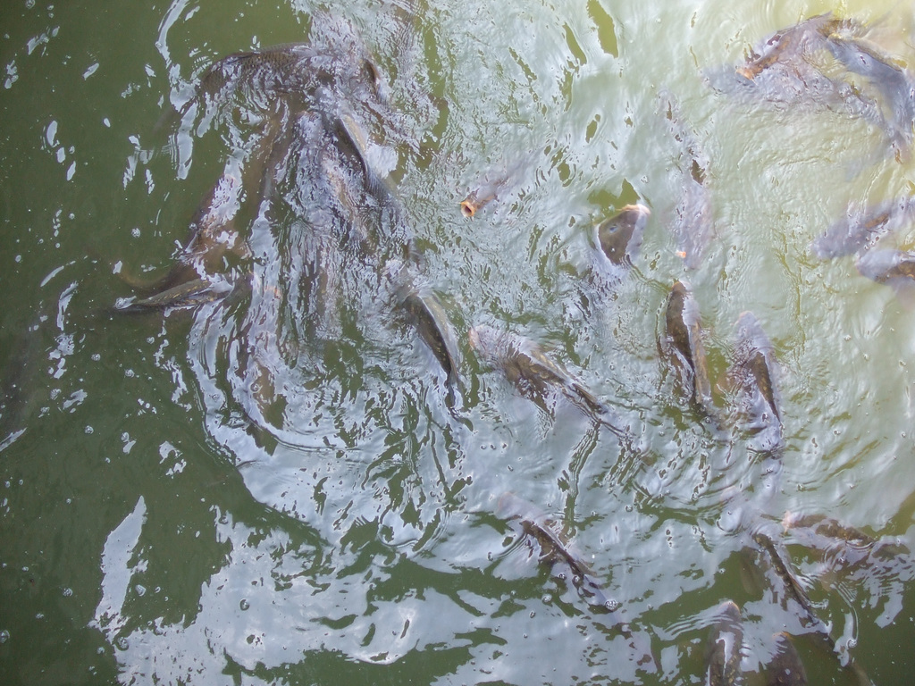 DSCF4232