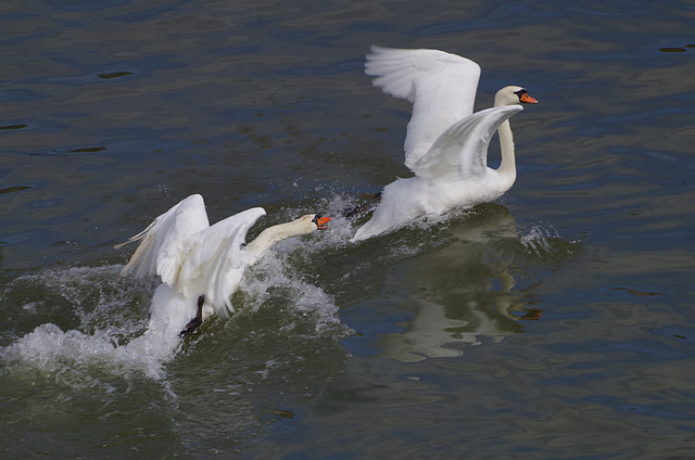 course poursuite sur la Saône