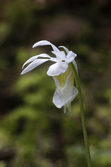 Albino Fairy Slipper