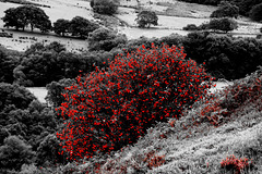 Rowan Berries and flowering heather