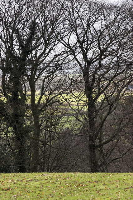 Limb Valley trees and fields