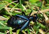 Meloe, oil beetle, St Bruno, Oct 2017