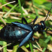 Meloe, oil beetle, St Bruno, Oct 2017