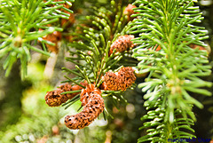 Young cones