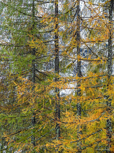 Foresta di Quadrella