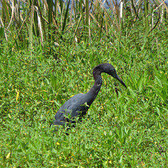 Little blue heron