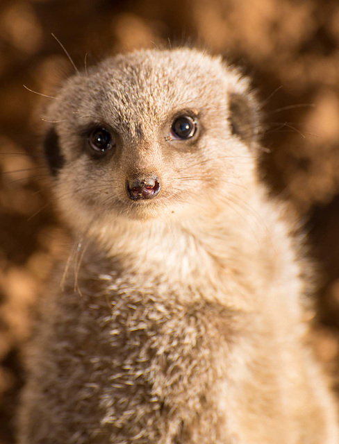 Meerkat (1)