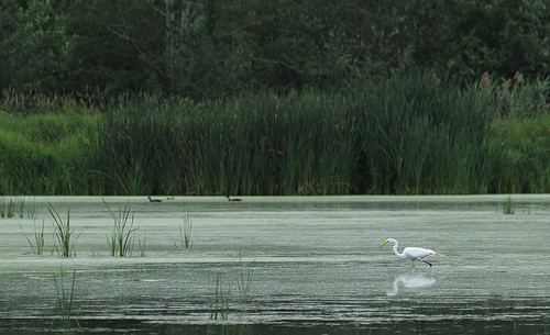 46/50 grande aigrette-great egret