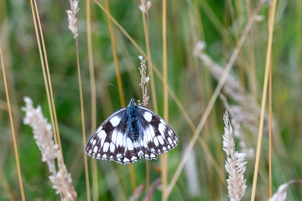 Marbled White-DSZ5069