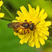 20230628 1473CPw [D~LIP] Kleinköpfiger Pippau (Crepis capillaris), Wildbiene, Bad Salzuflen