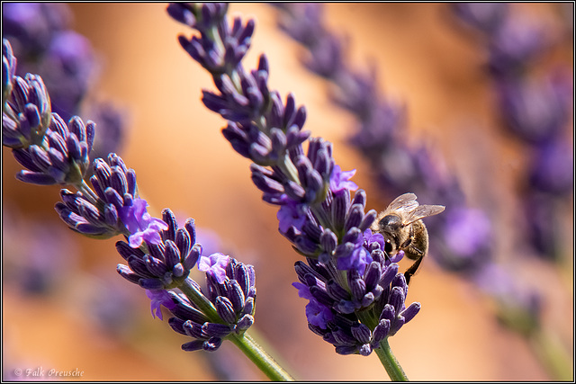 Biene im Lavendel