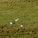 Common Gulls