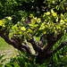 Fresh new shoots on the pollarded tulip tree Fresh new shoots on the pollarded tulip tree