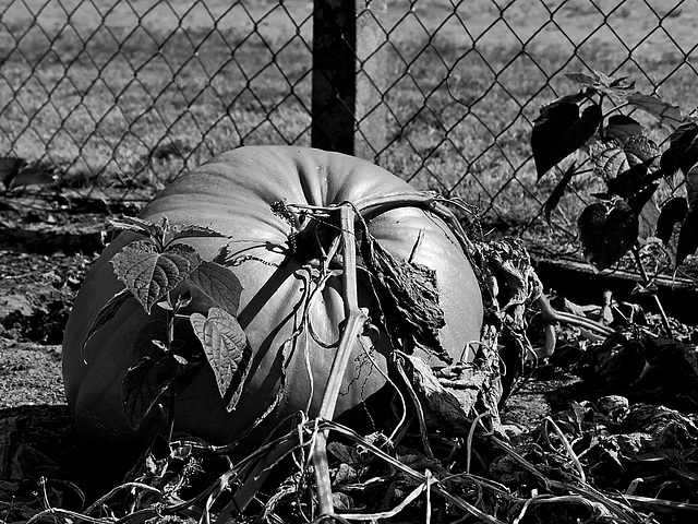 HFF  | The Superstar on Halloween