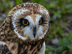 Short-eared Owl