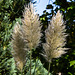 20140928 5520VRAw [D~RI] Pampasgras (Cortaderia), Rinteln