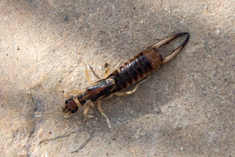 20141204 6059VRAw [TR] Ohrwurm, Antalya