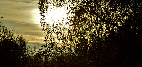 Tree...View 5