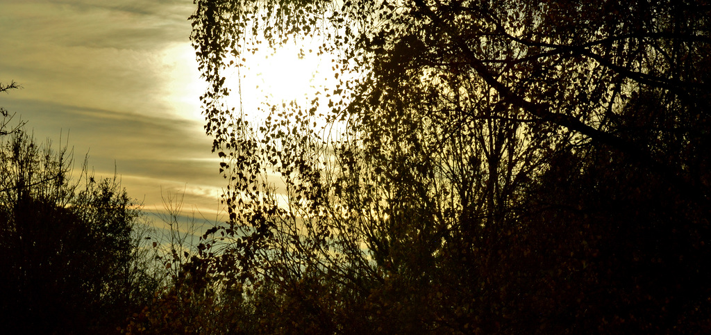 Tree...View 5