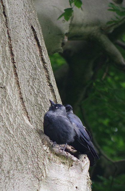 Jackdaws