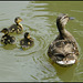 one, two, three ducklings