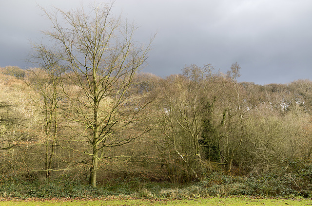 Whirlow Park winter beech 2