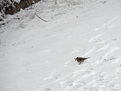 Le petit oiseaux sur la neige