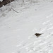 Le petit oiseaux sur la neige