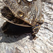 DSC06259 - borboleta-coruja Caligo brasiliensis brasiliensis, Brassolinae Nymphalidae Lepidoptera